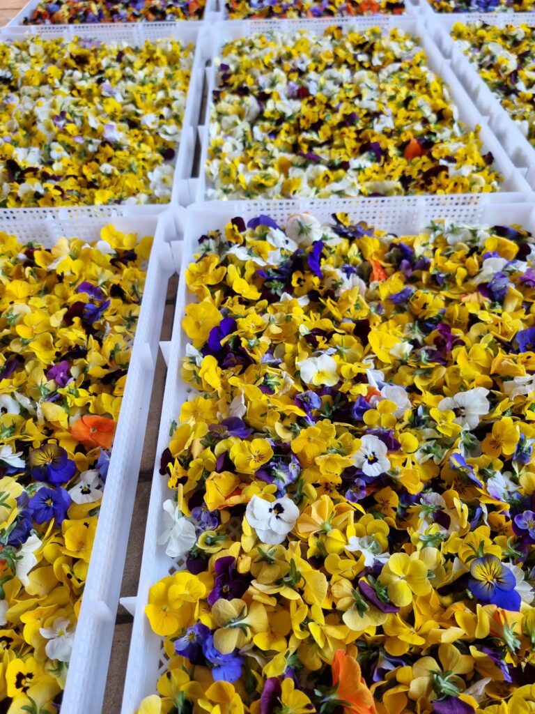 Kräuter & Blüten schonend trocknen